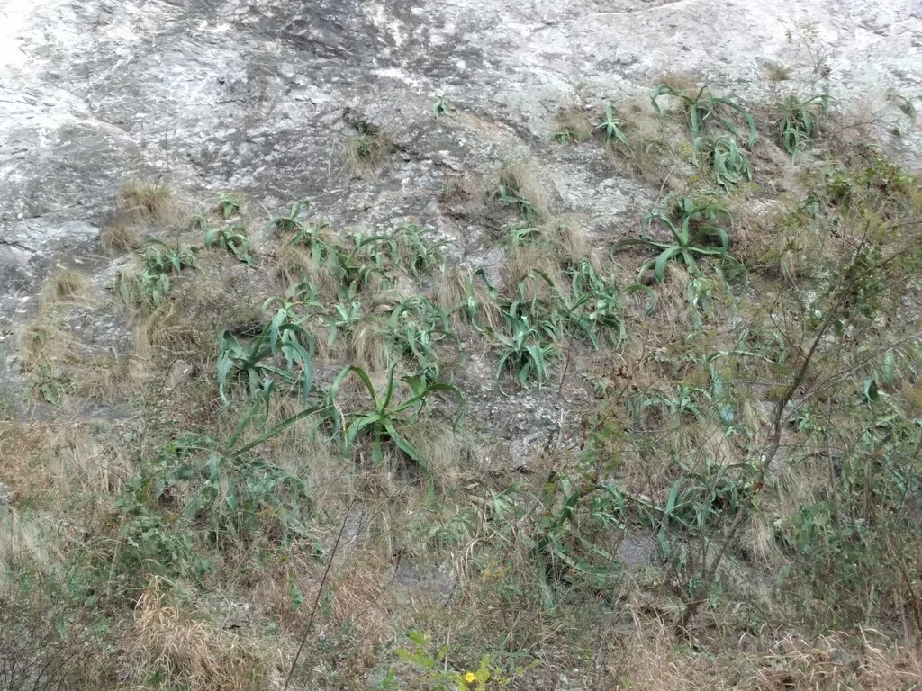Agave Vilmoriniana