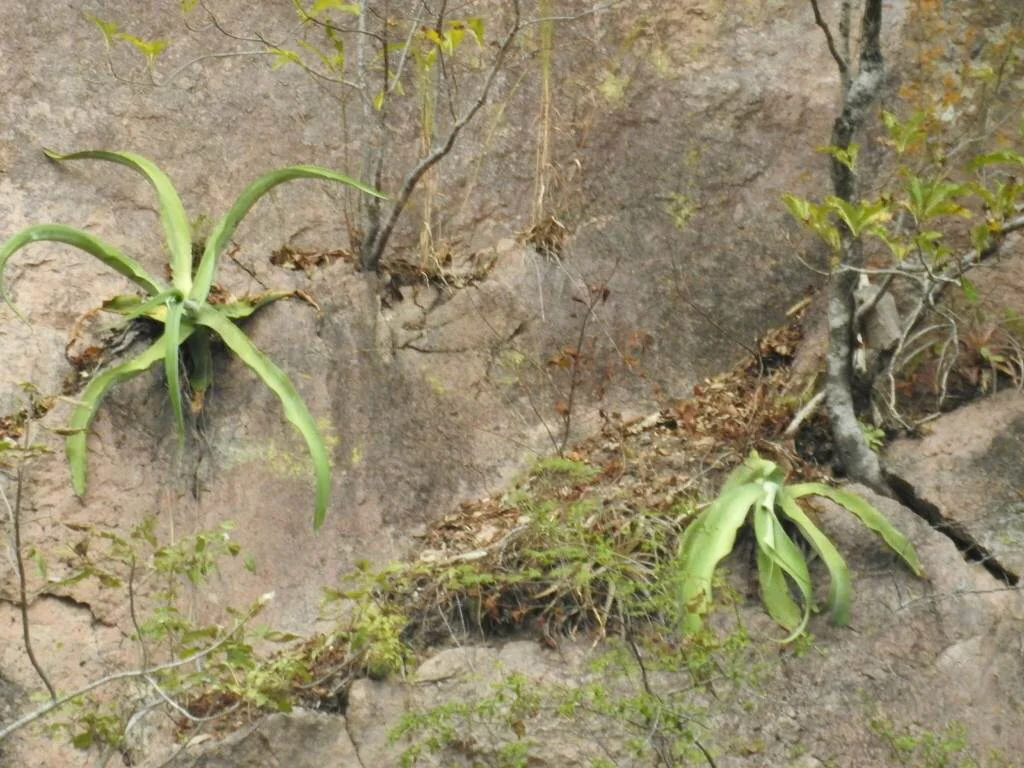 Agave Vilmoriniana