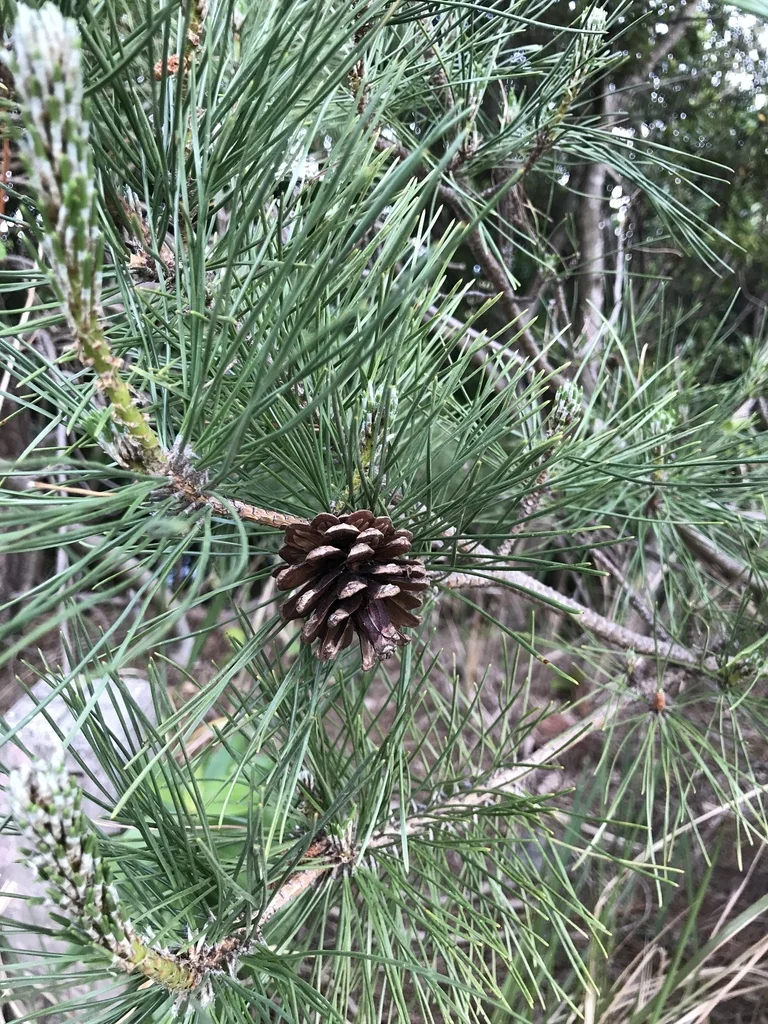 Pinus Thunbergii