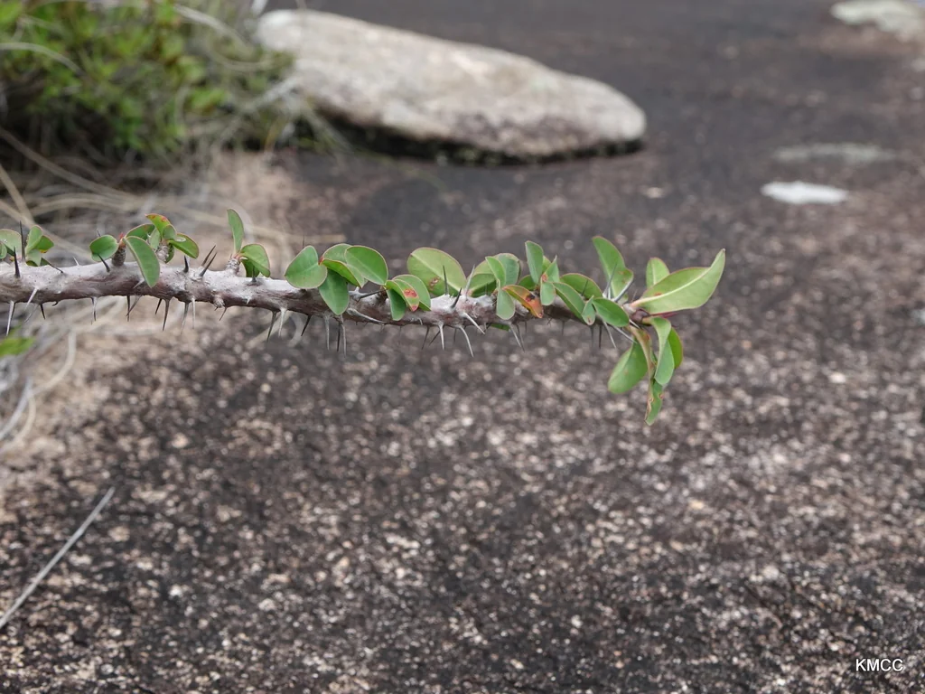 Euphorbia Milii