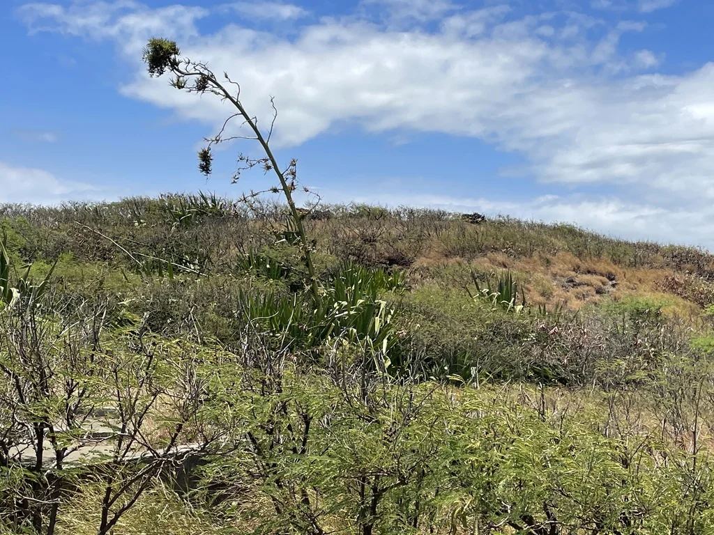 Furcraea Foetida