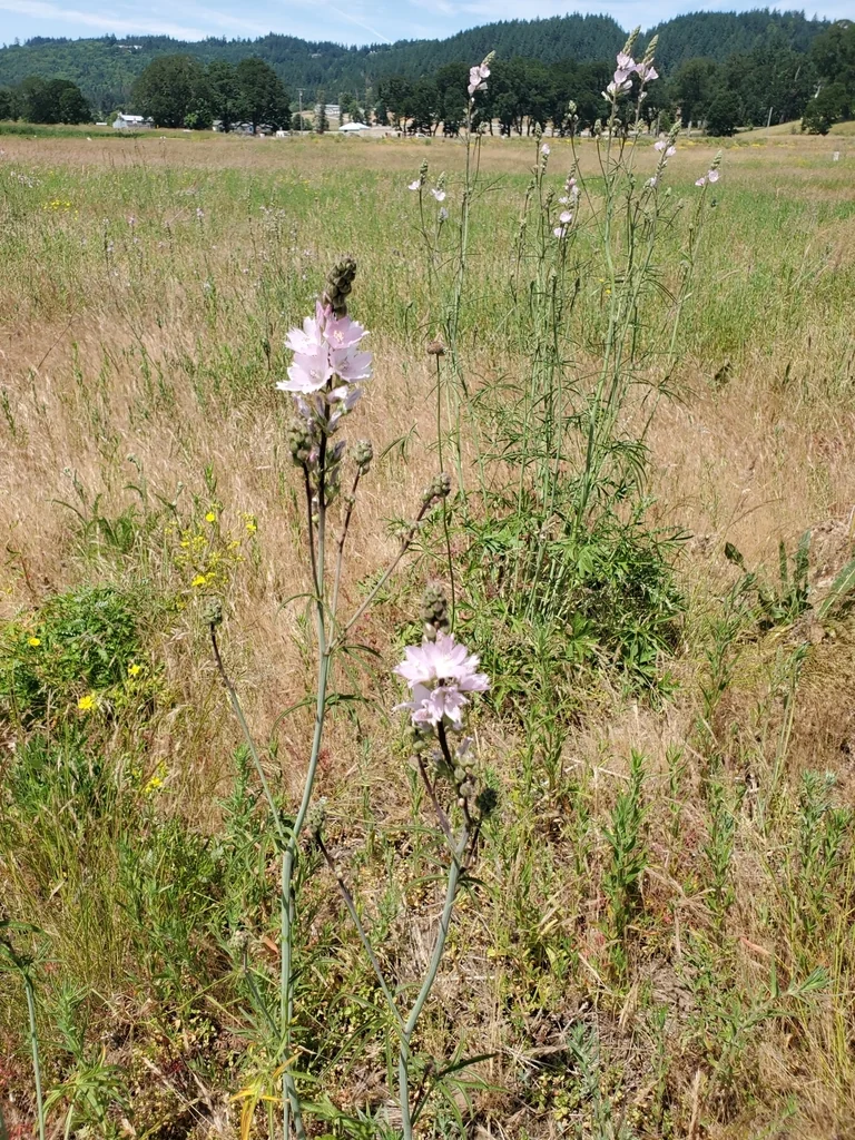 Sidalcea Campestris