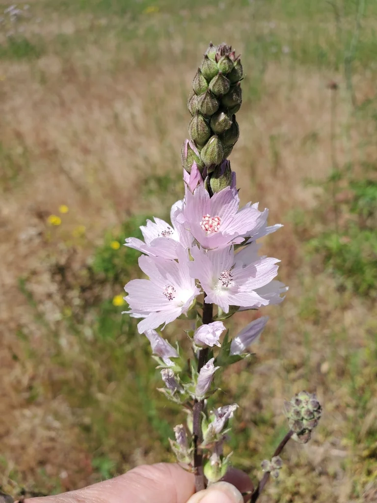 Sidalcea Campestris