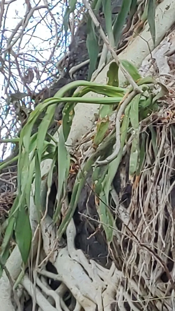 Agave Vilmoriniana