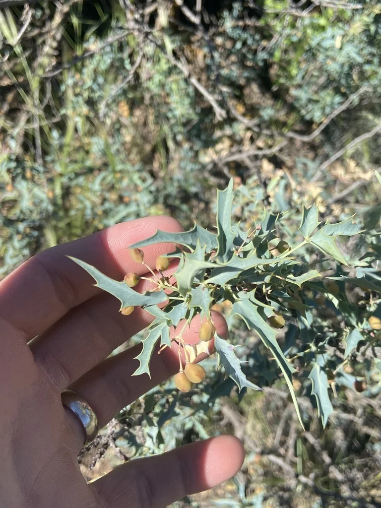 Berberis Haematocarpa