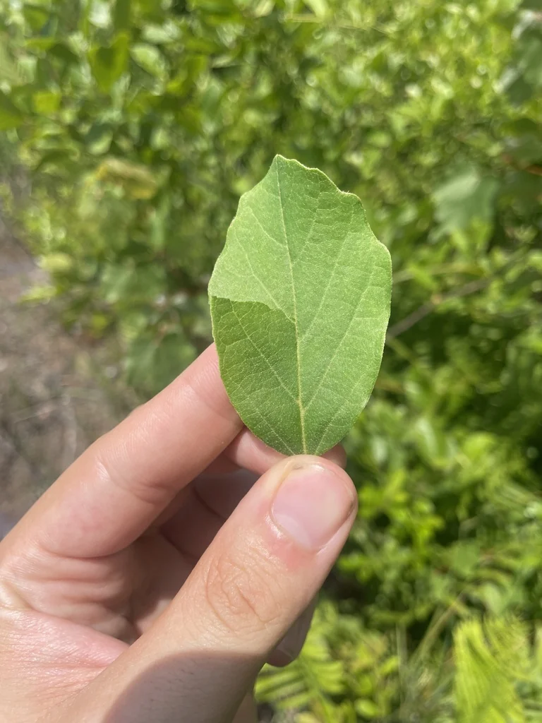 Fothergilla Gardenii
