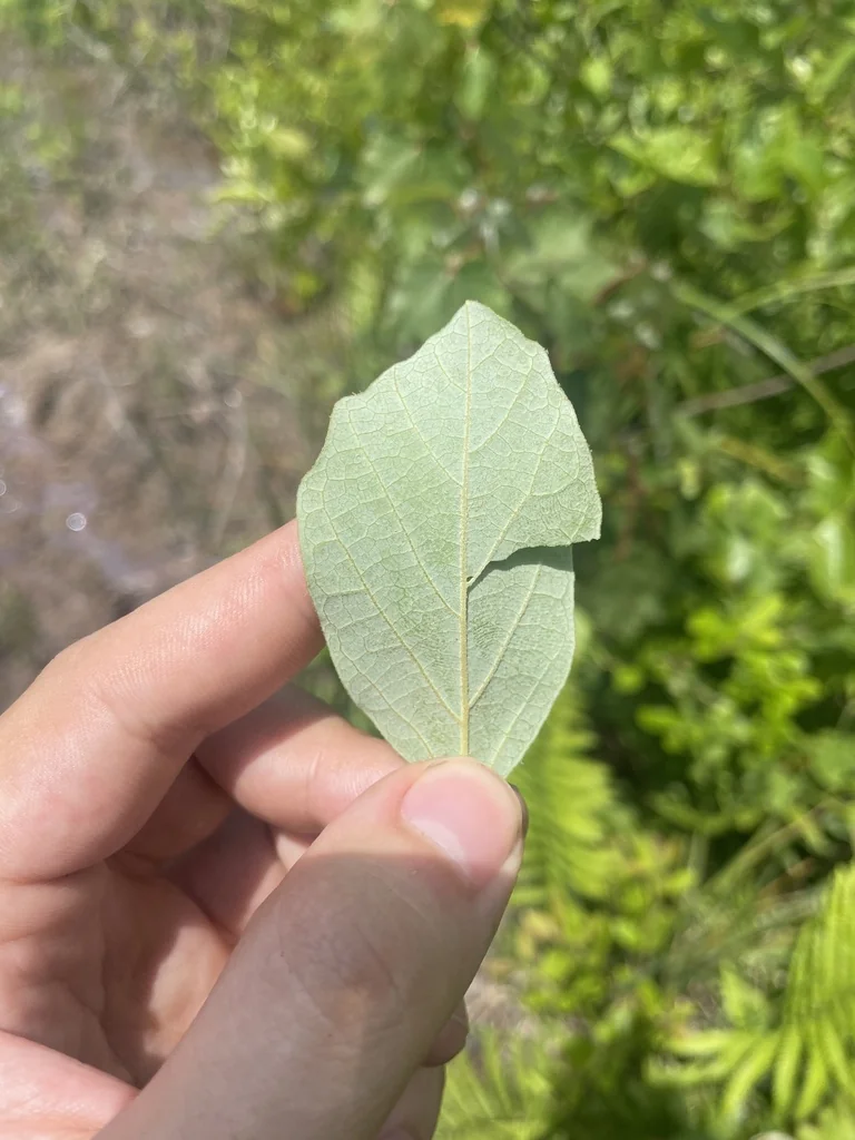 Fothergilla Gardenii