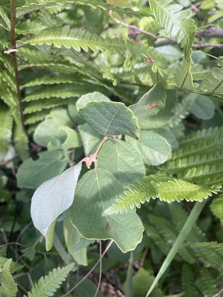 Fothergilla Gardenii