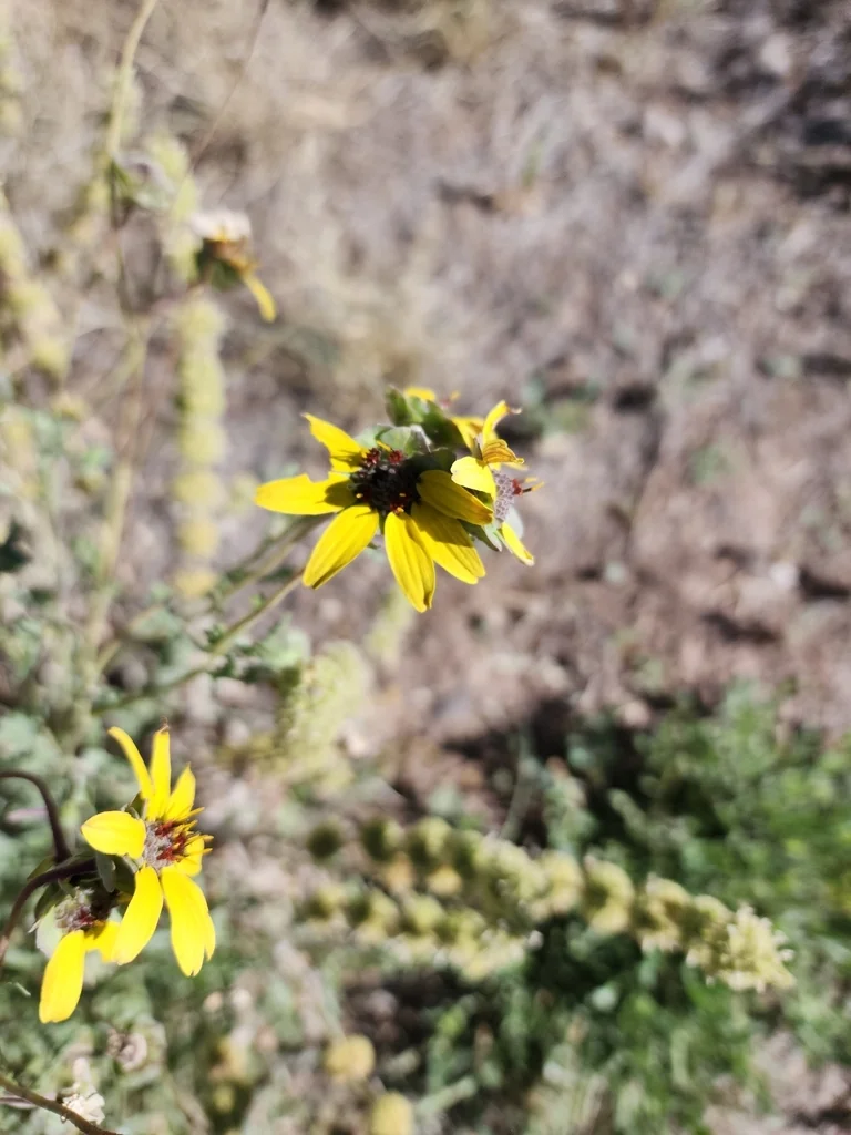 Berlandiera Lyrata
