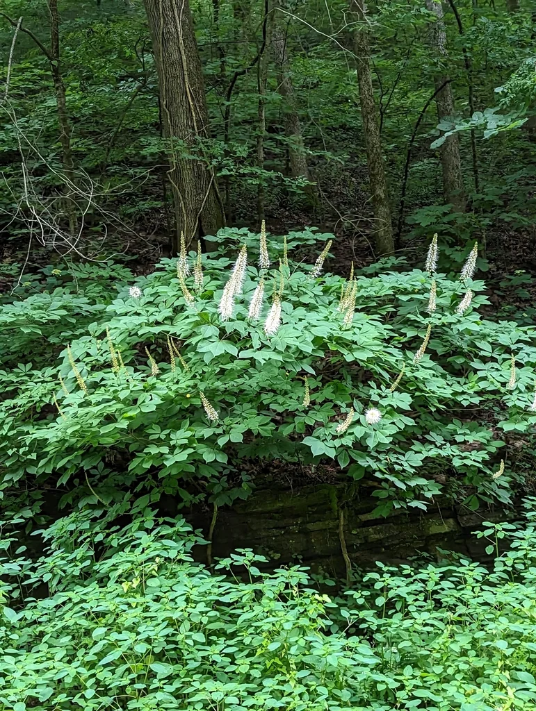 Aesculus Parviflora
