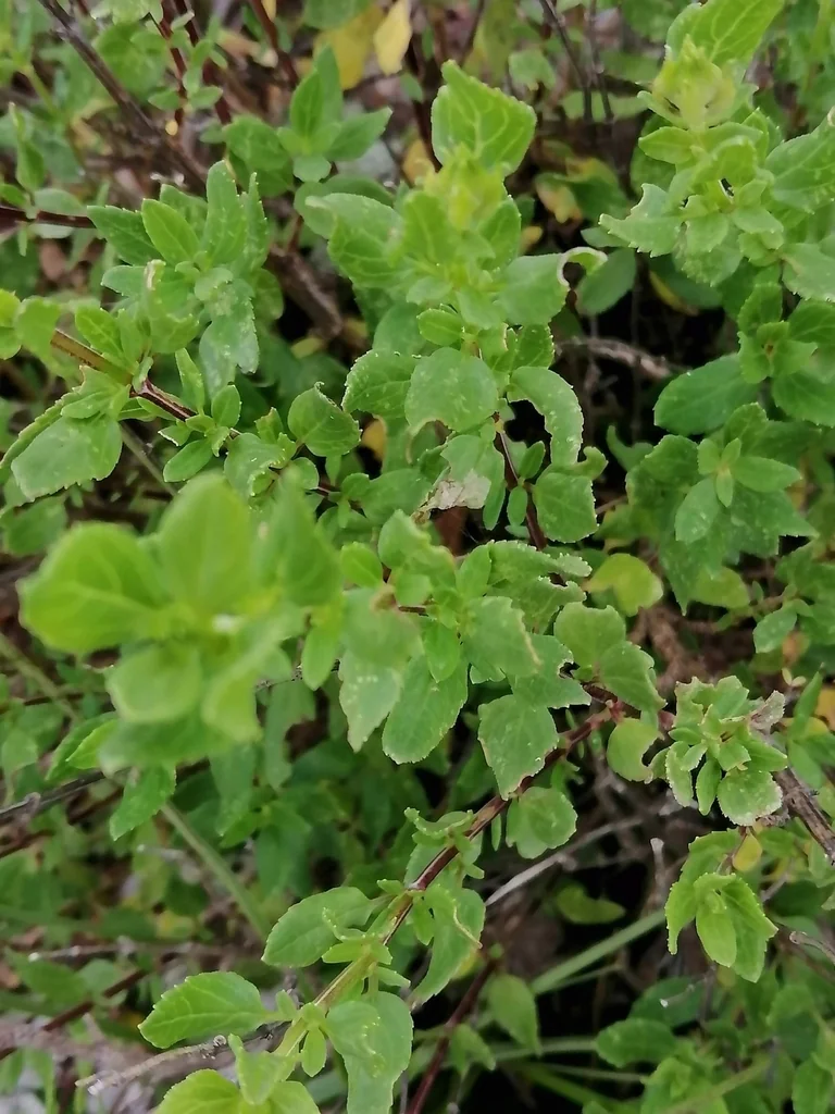 Salvia Microphylla