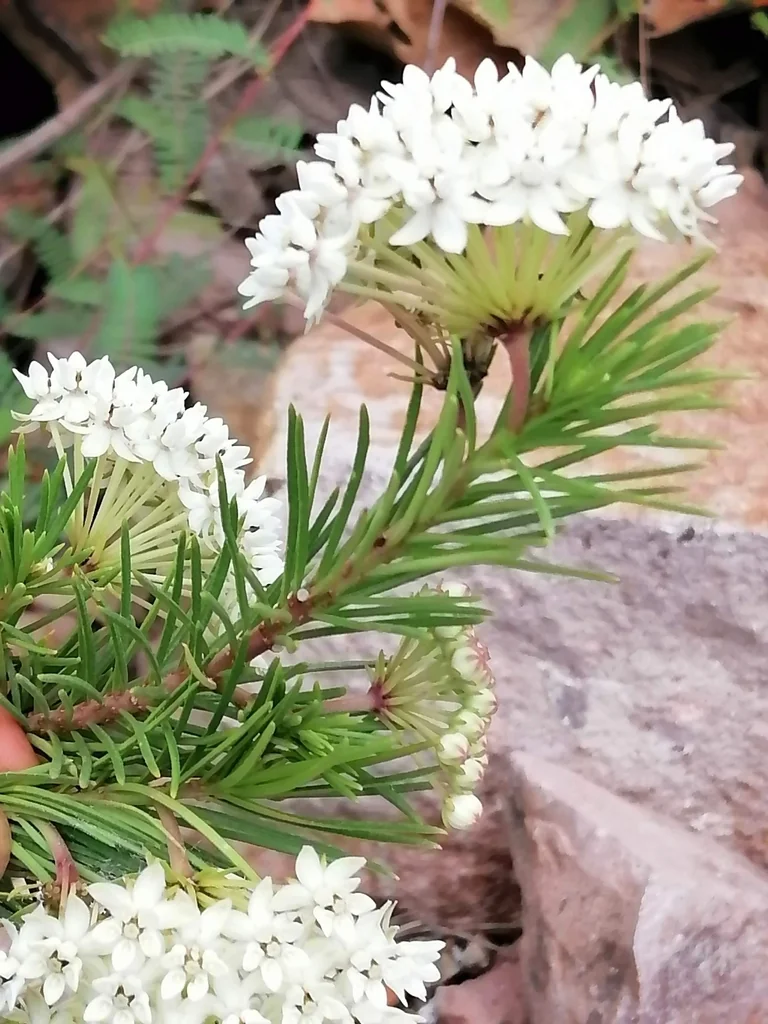Asclepias Linaria