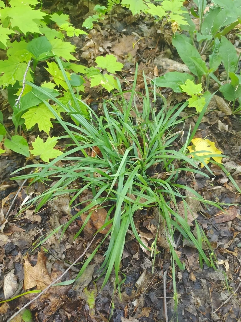 Carex laxiculmis