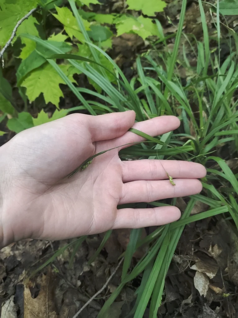 Carex laxiculmis