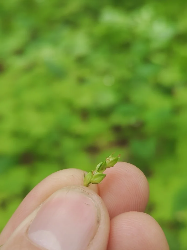Carex laxiculmis