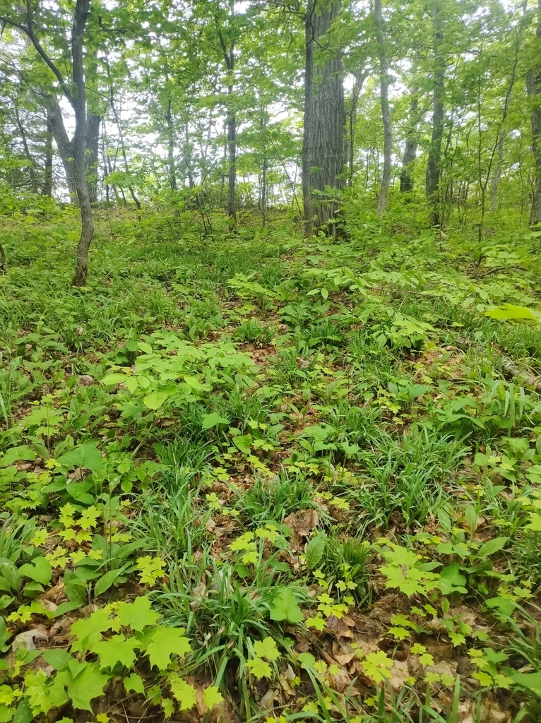 Carex laxiculmis