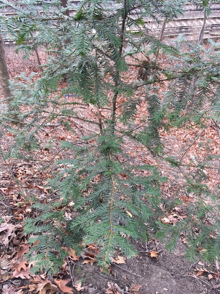 Taxus Cuspidata
