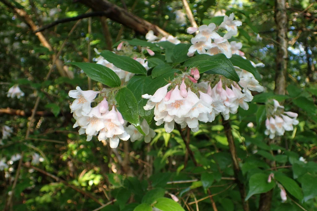 Kolkwitzia Amabilis