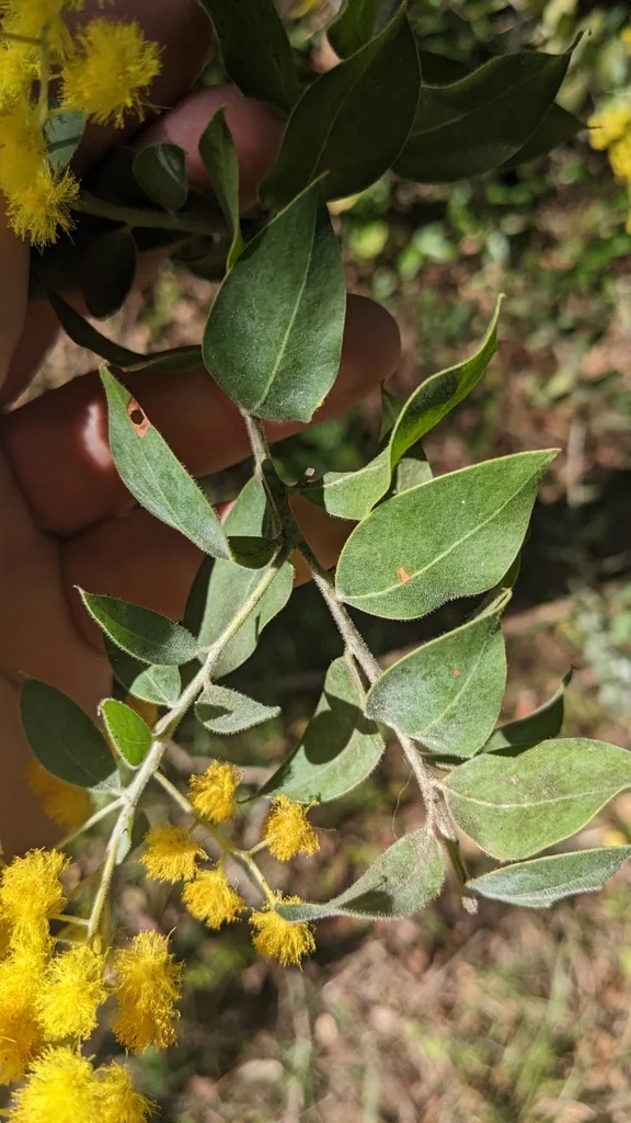 Acacia Podalyriifolia