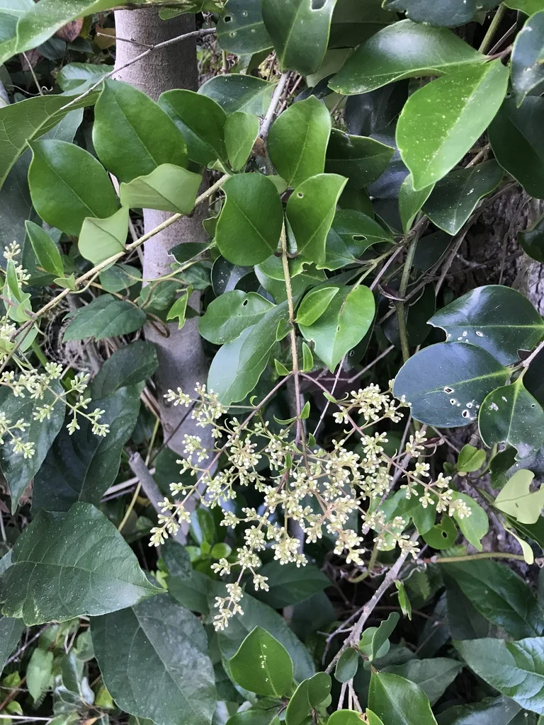 Ligustrum Japonicum