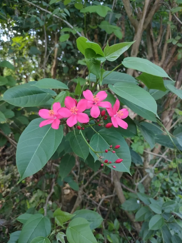 Jatropha Integerrima