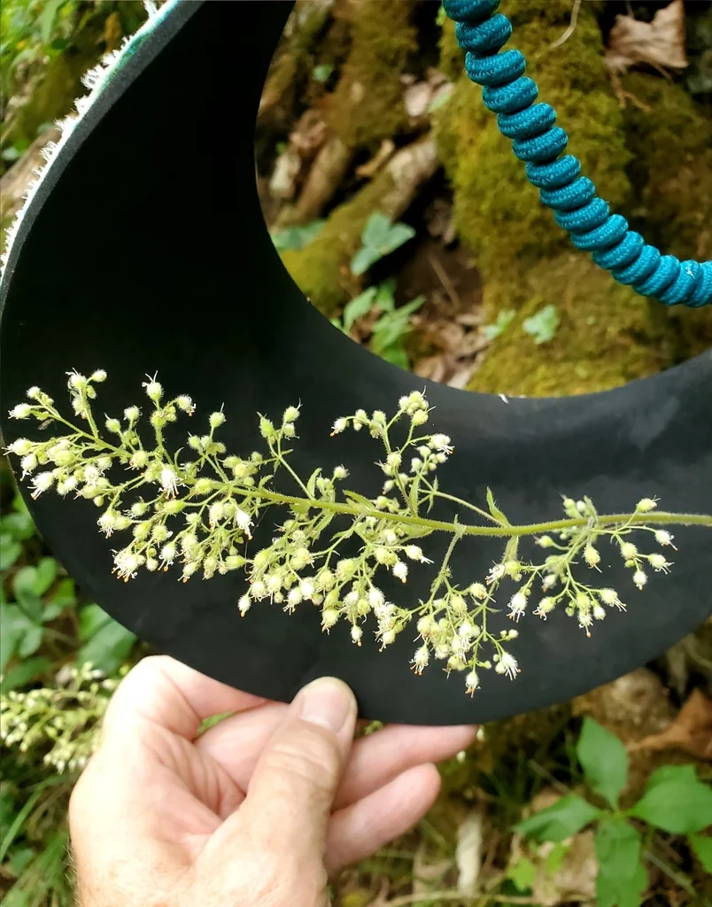 Heuchera Villosa