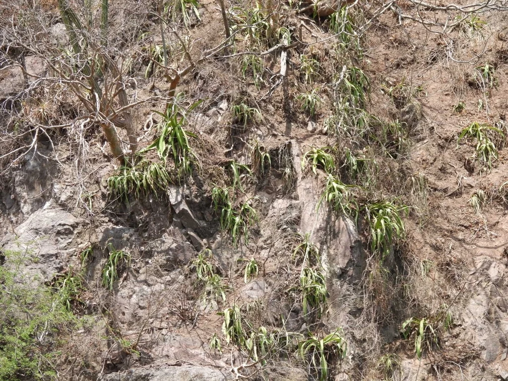 Agave Vilmoriniana
