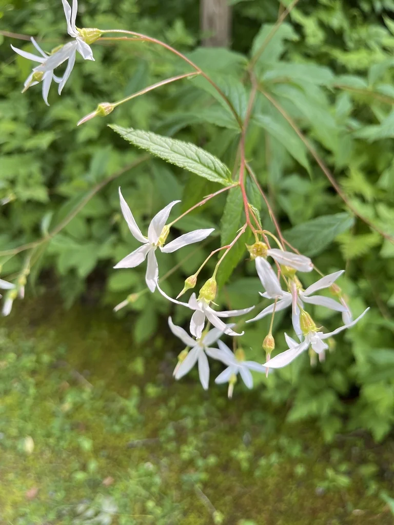 Porteranthus Trifoliatus