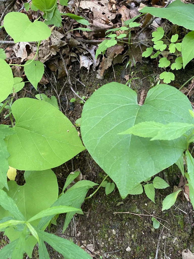 Aristolochia Durior