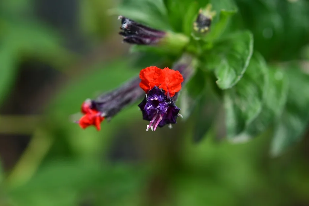 Cuphea Llavea