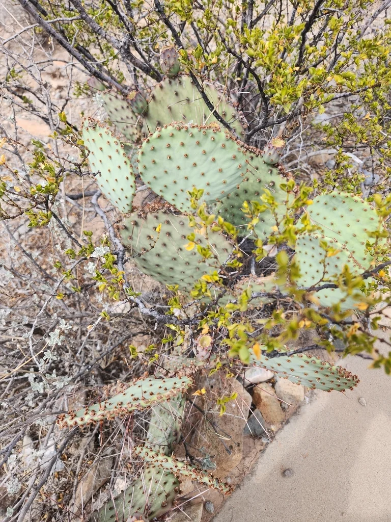 Opuntia Macrocentra