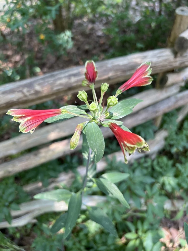 Alstroemeria Psittacina