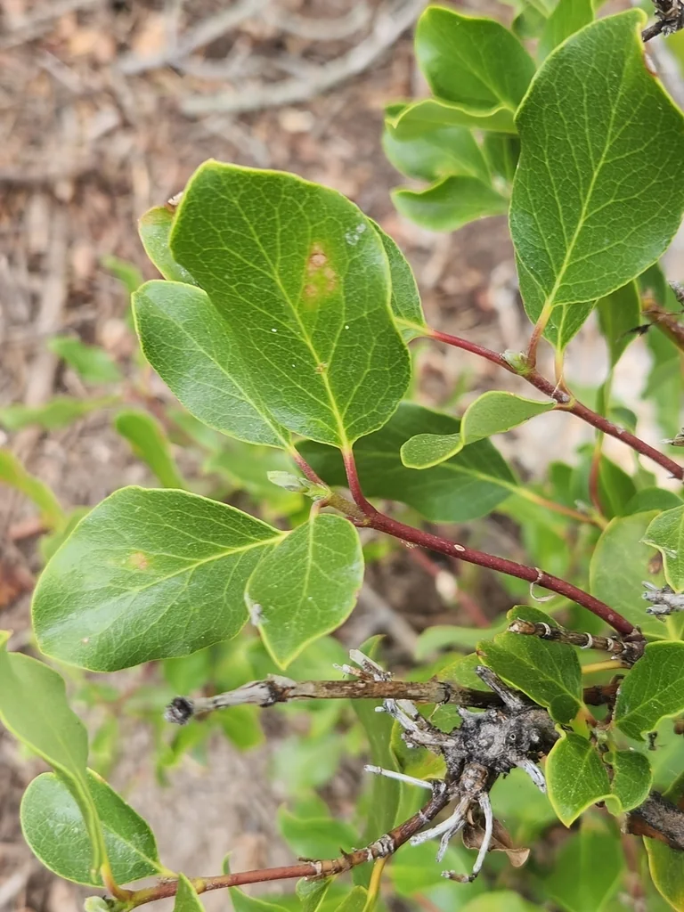 Garrya Fremontii