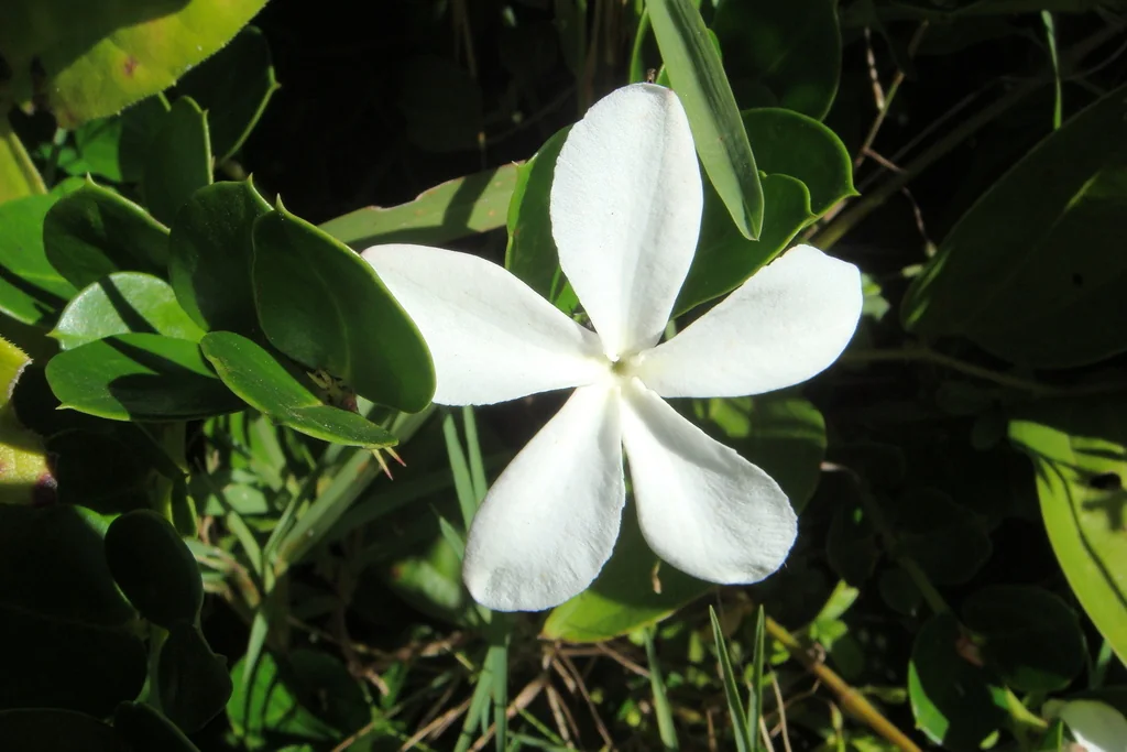 Carissa Macrocarpa