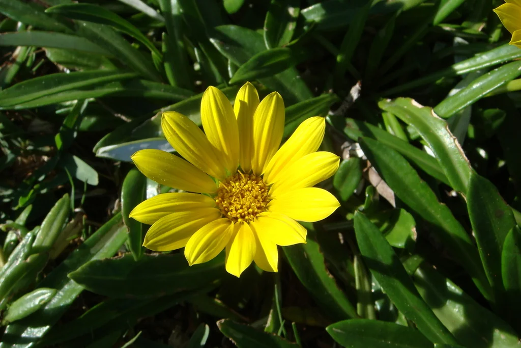 Gazania Rigens