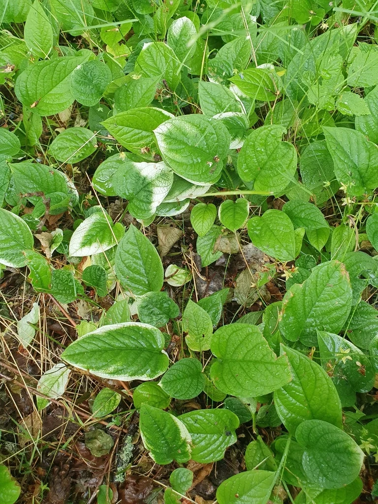 Omphalodes Verna