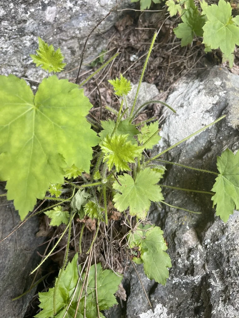 Heuchera Villosa