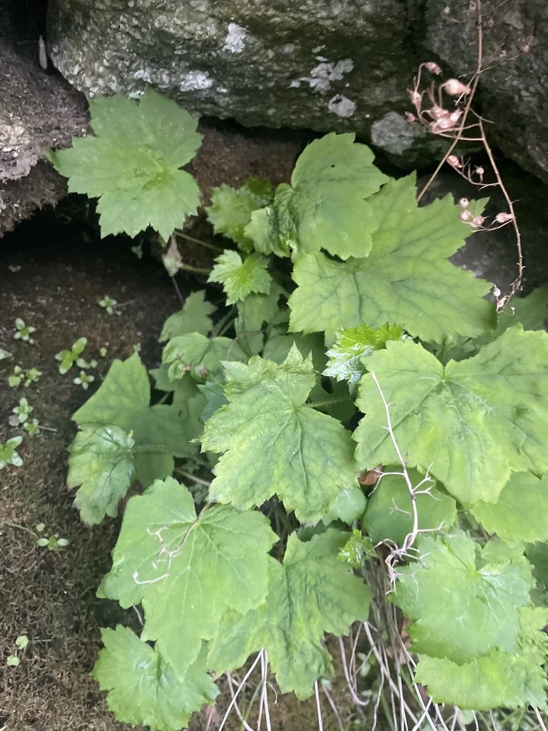 Heuchera Villosa