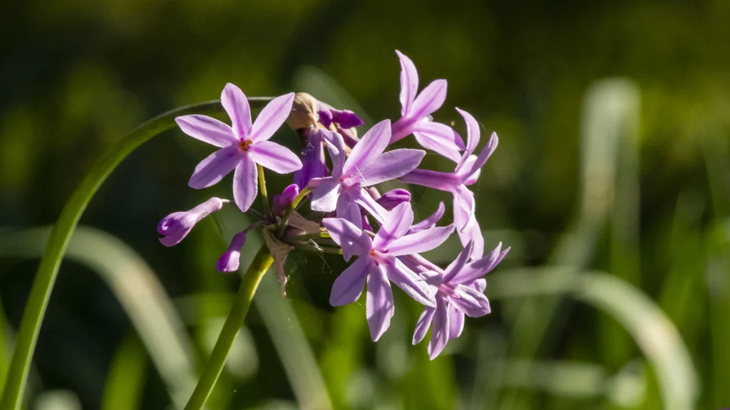 Tulbaghia Violacea