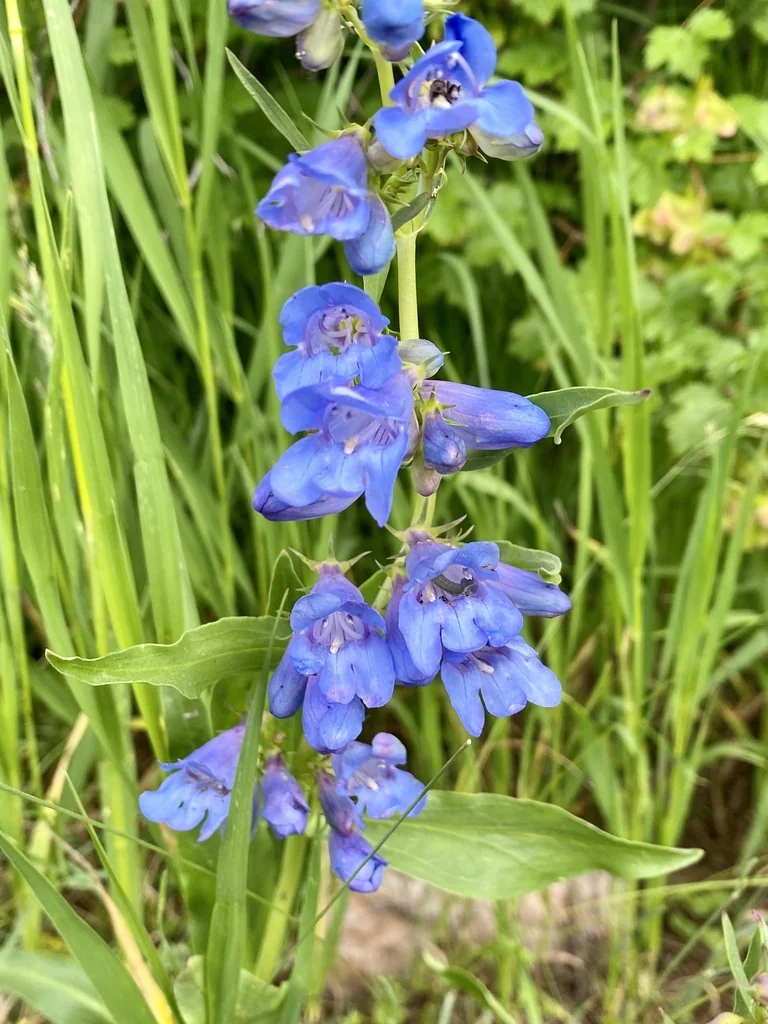 Penstemon Glaber