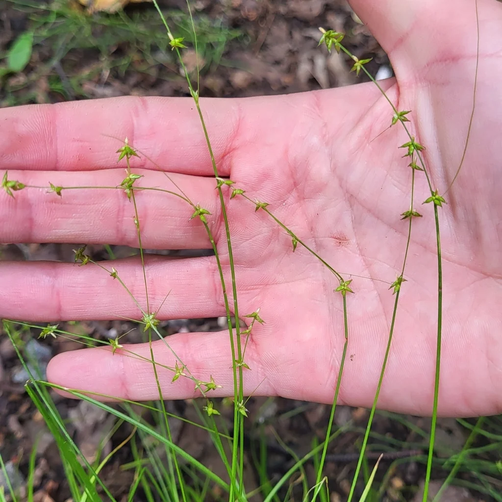 Carex Radiata