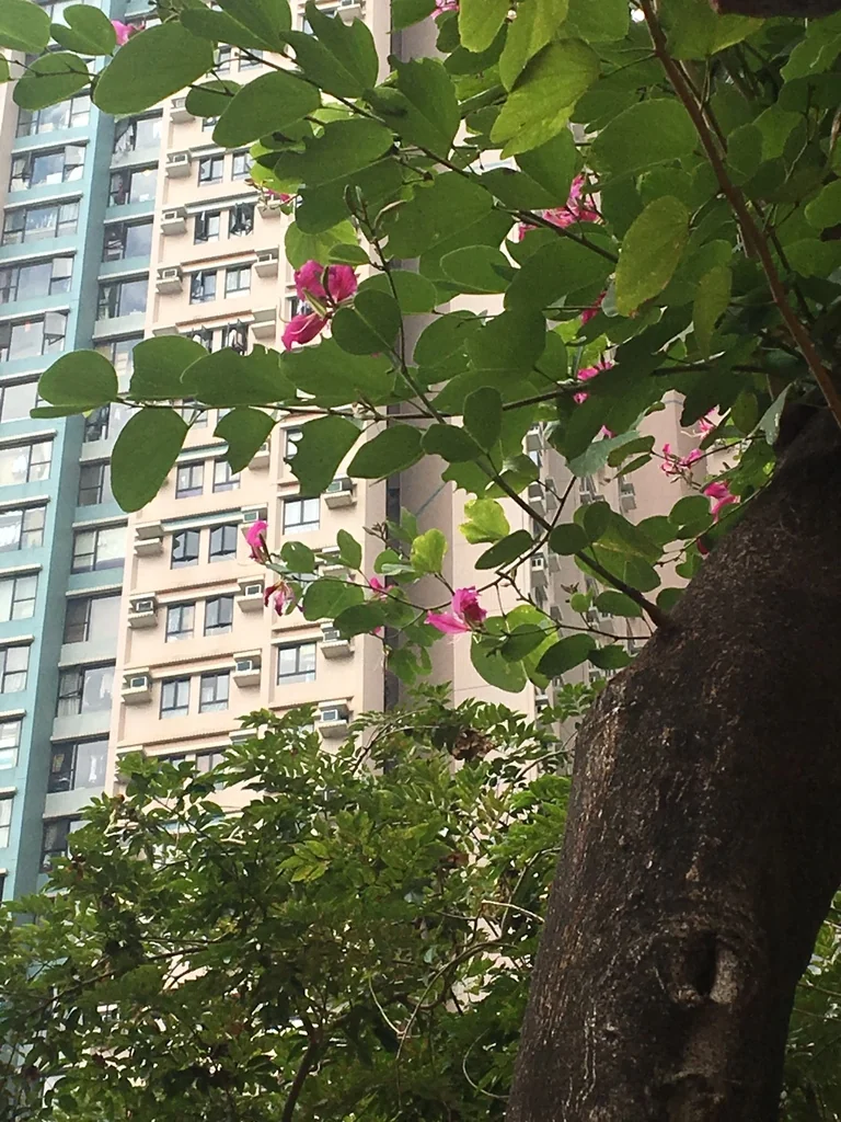 Bauhinia X Blakeana