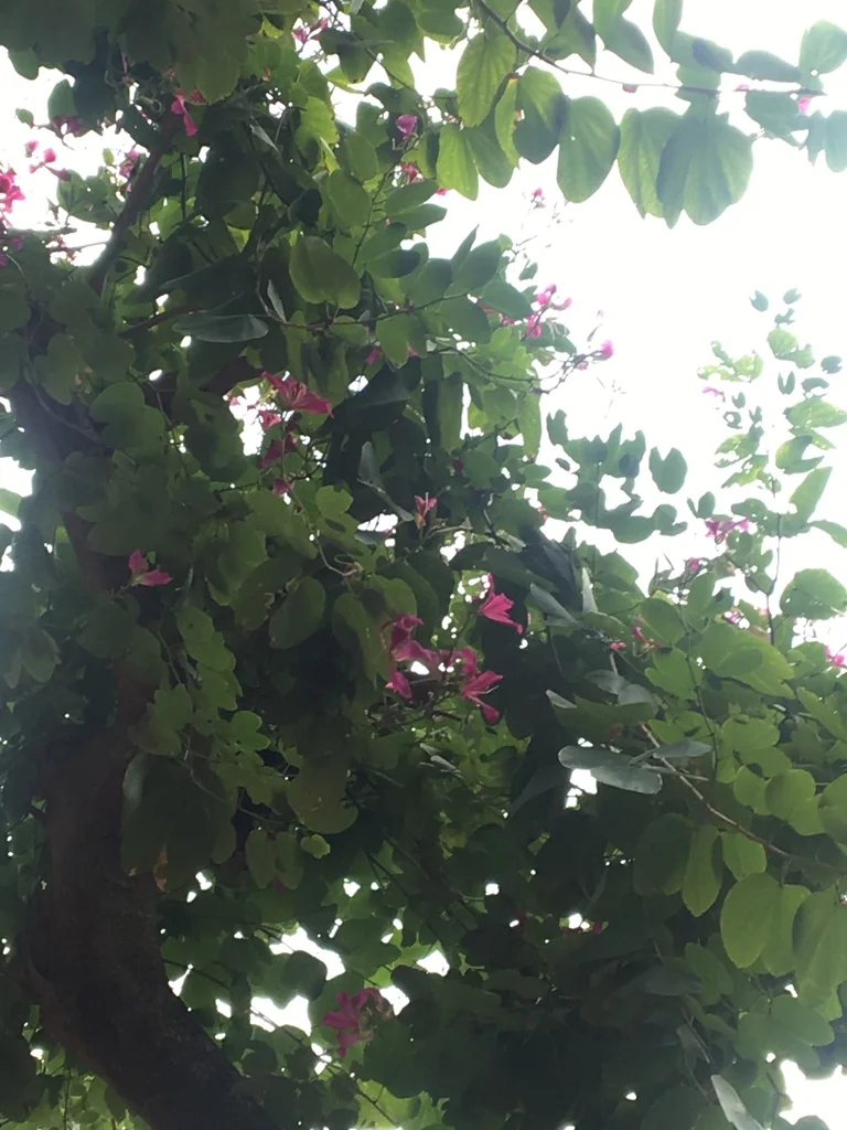 Bauhinia X Blakeana