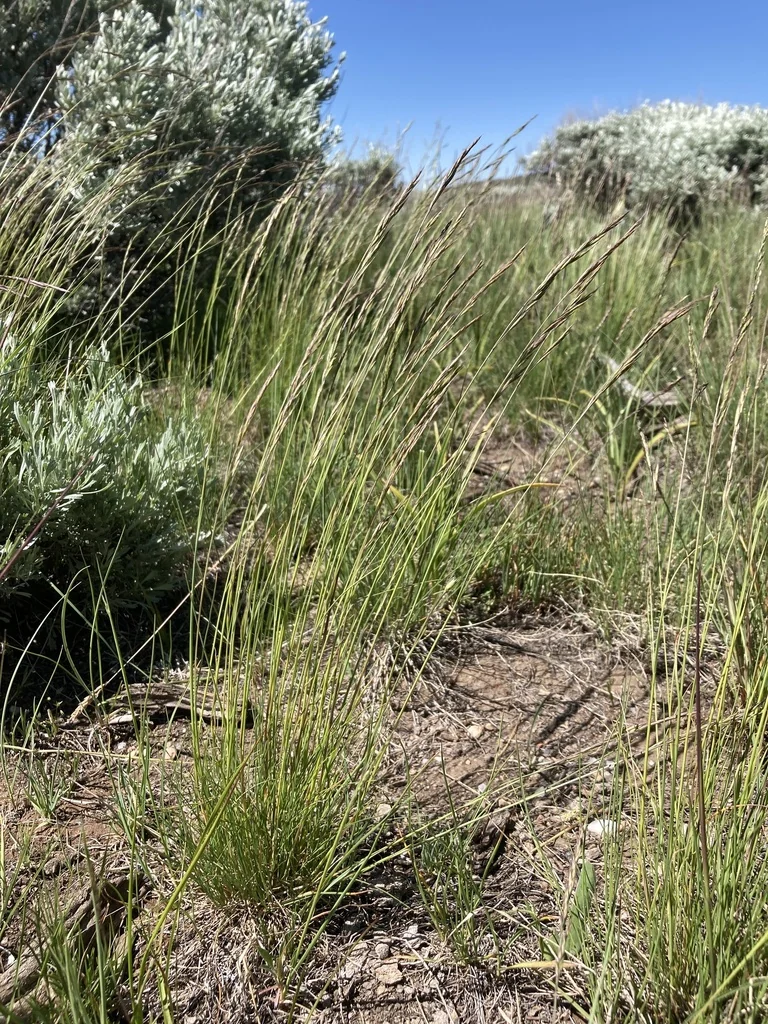 Festuca Idahoensis