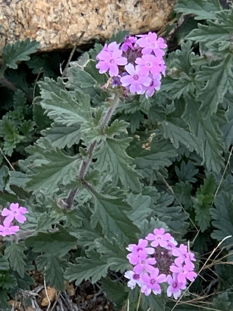 Verbena Gooddingii