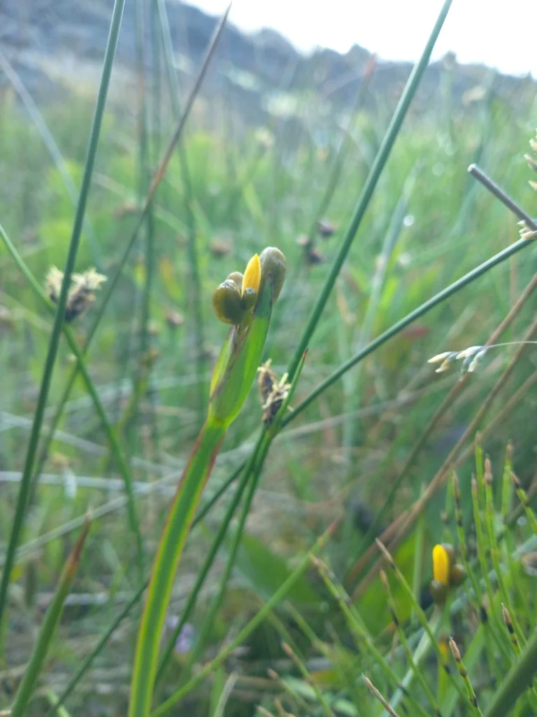 Sisyrinchium Californicum
