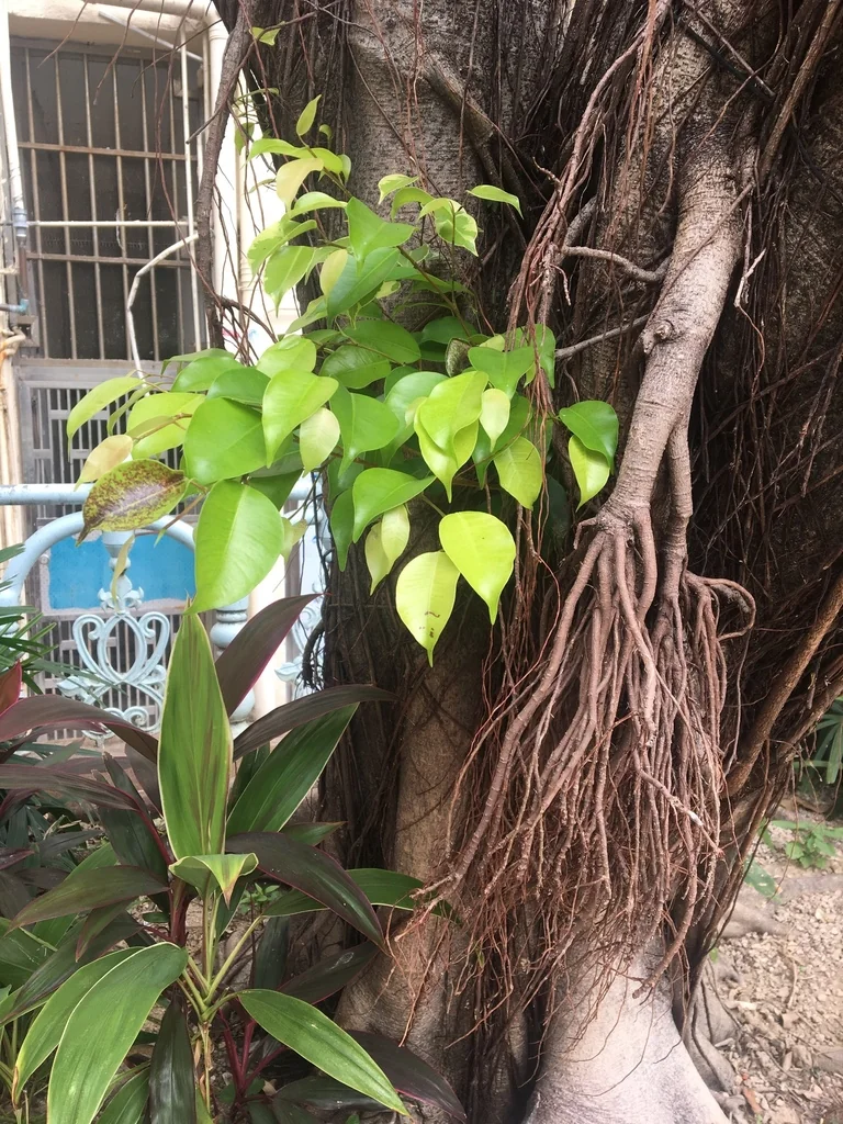 Ficus benjamina