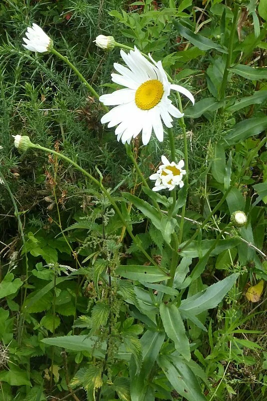 Leucanthemum superbum
