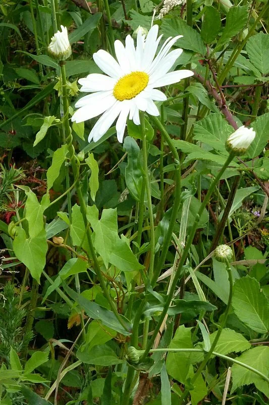 Leucanthemum superbum