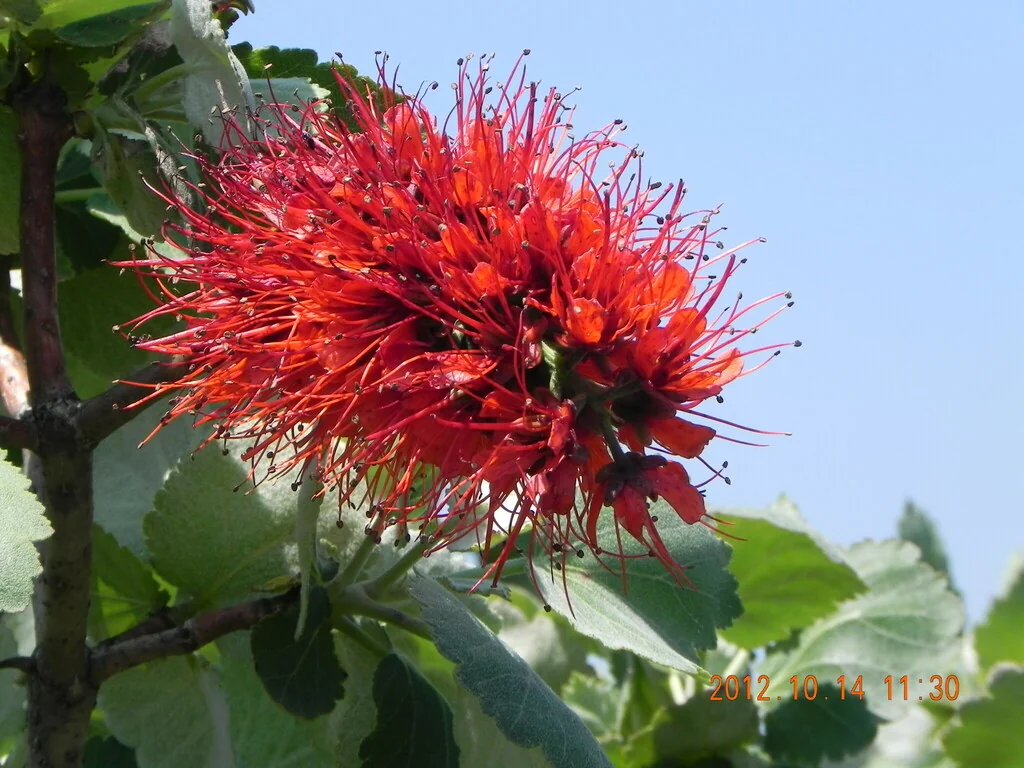 Greyia Sutherlandii